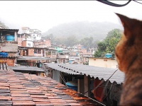 Google исправит онлайн-карту Рио-де-Жанейро